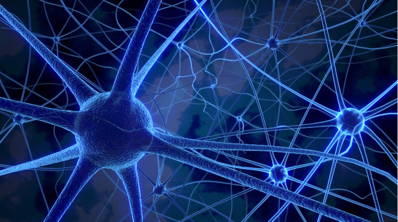 助力科研 | 神经递质的种类及应用