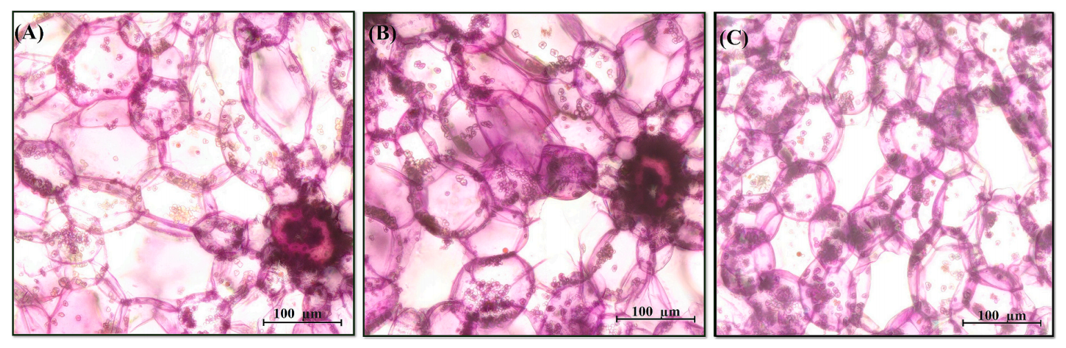 合作文章丨安徽农业大学樊洪泓教授团队利用MALDI-MSI揭示不同年限铁皮石斛茎中代谢物的空间分布规律