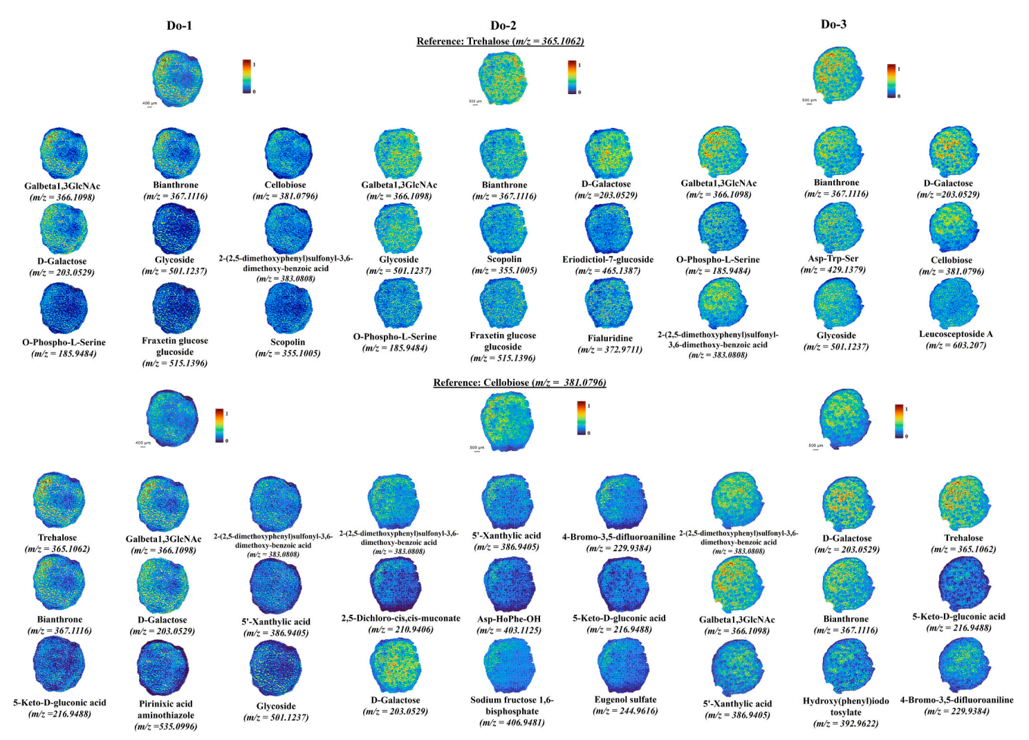 合作文章丨安徽农业大学樊洪泓教授团队利用MALDI-MSI揭示不同年限铁皮石斛茎中代谢物的空间分布规律
