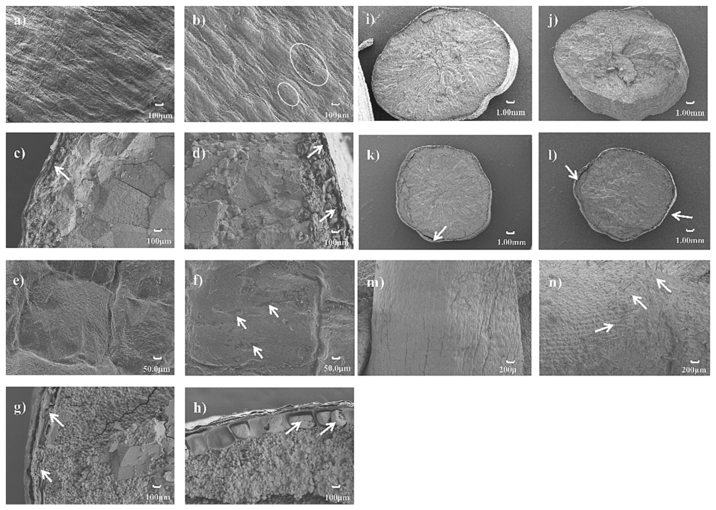 文献集锦 | 10篇形态学研究相关文献汇总