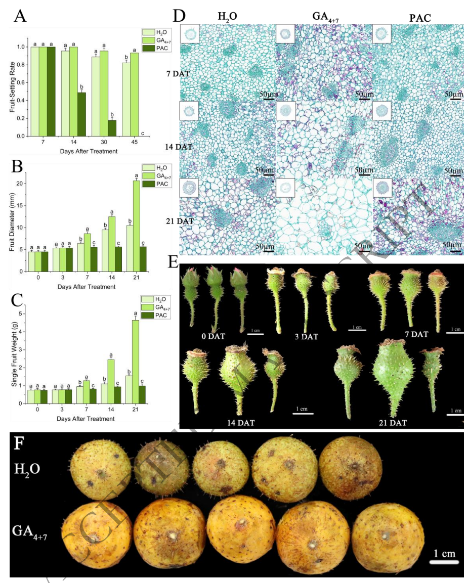 合作文章丨不用授粉也能结果？无籽刺梨单性结实新发现：赤霉素+双MYB因子联手发力