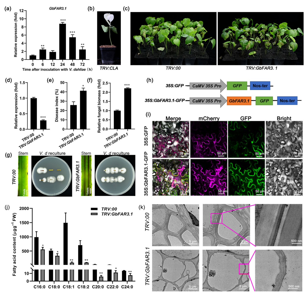 合作文章丨棉花腺体形成基因GbCGF2/3通过调节木栓质生物合成正向调控黄萎病抗性