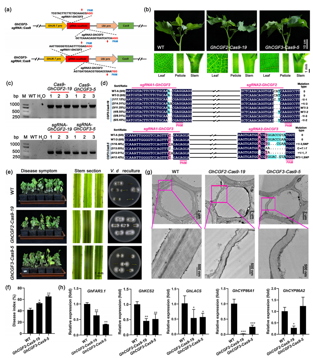 合作文章丨棉花腺体形成基因GbCGF2/3通过调节木栓质生物合成正向调控黄萎病抗性