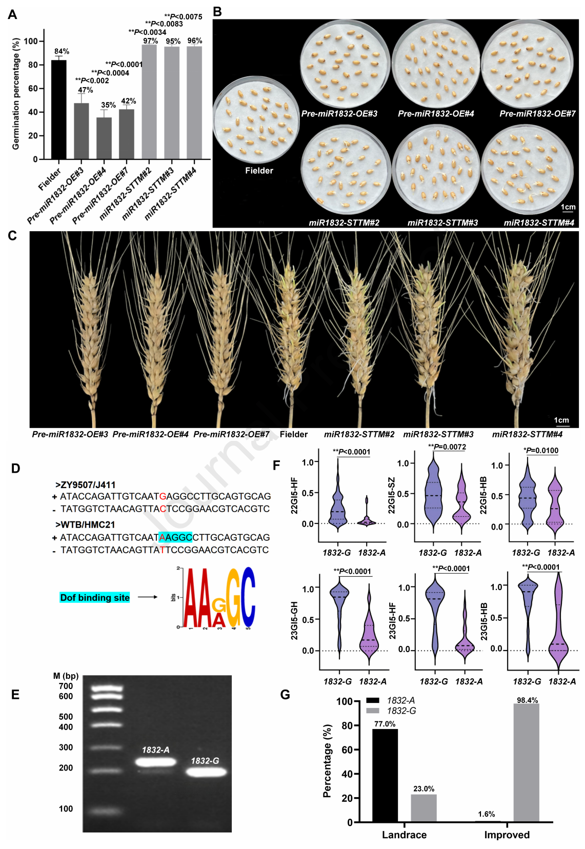 合作文章丨安徽农业大学团队揭示了TaDof-2D-miR1832-TaP450-7A调控模块介导低温诱导小麦种子休眠解除的核心机制