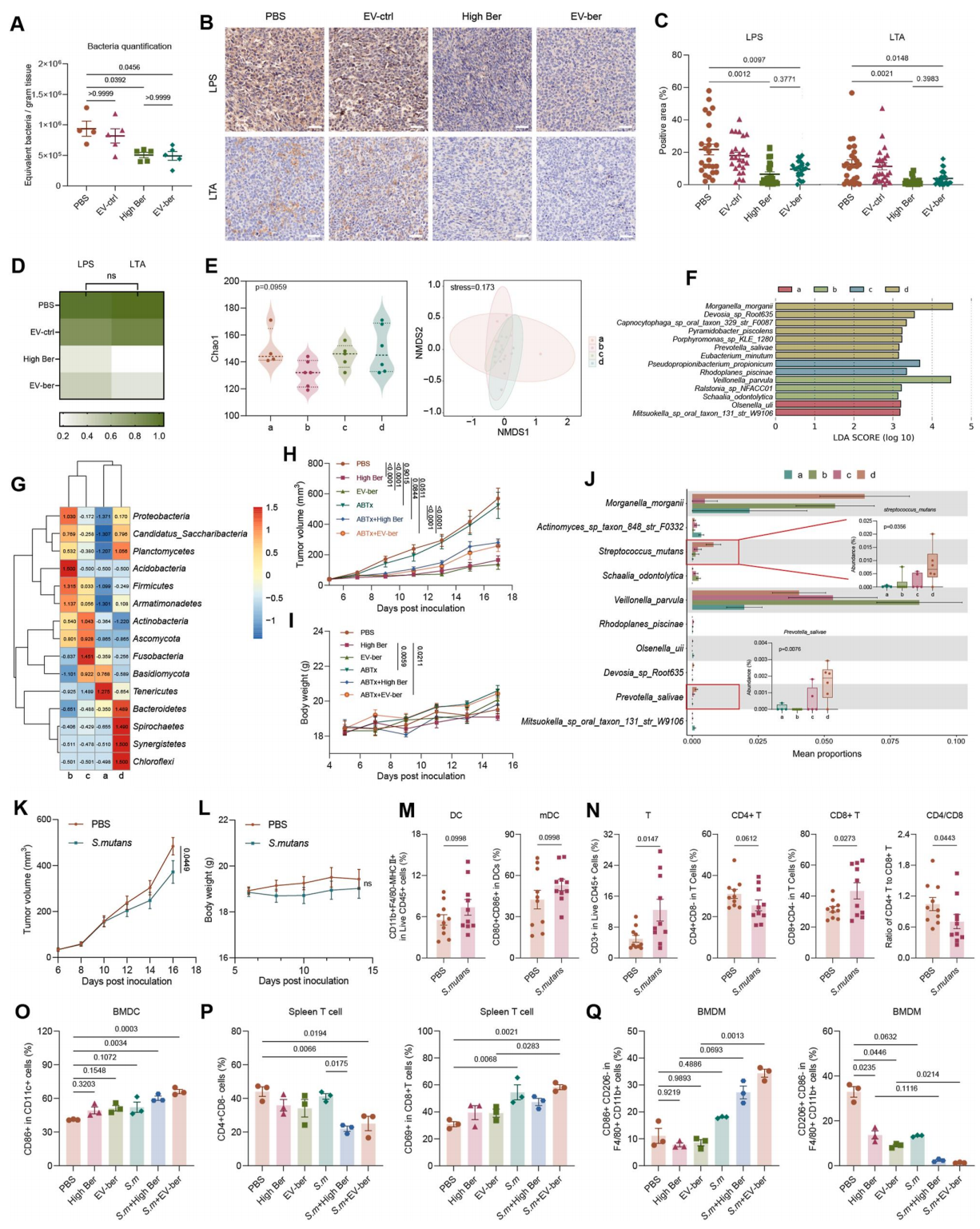 合作文章丨IF 14.6!肿瘤细胞外泌体搭载小檗碱,重塑肿瘤免疫-微生物互作,为肺癌免疫治疗增敏 合作文章丨IF 14.6!肿瘤细胞外泌体搭载小檗碱,重塑肿瘤免疫-微生物互作,为肺癌免疫治疗增敏