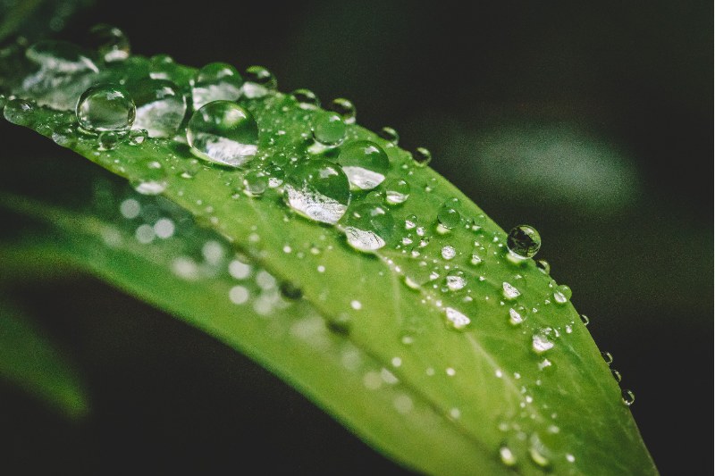 植物激素专题八：油菜素内酯的合成途径、生理功能及检测方法