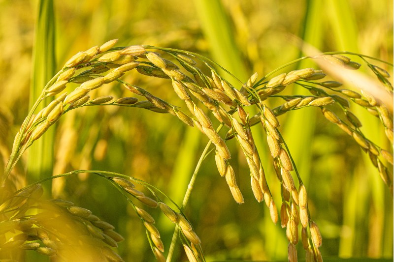 产品介绍 | 大米香味成分—2-乙酰-1-吡咯啉（2-AP）