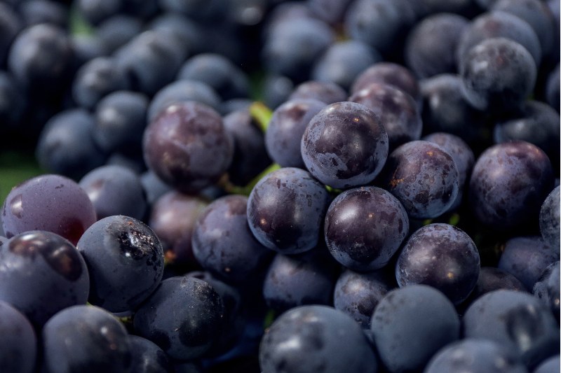 助力科研 | 蜡质检测—气相色谱质谱联用法