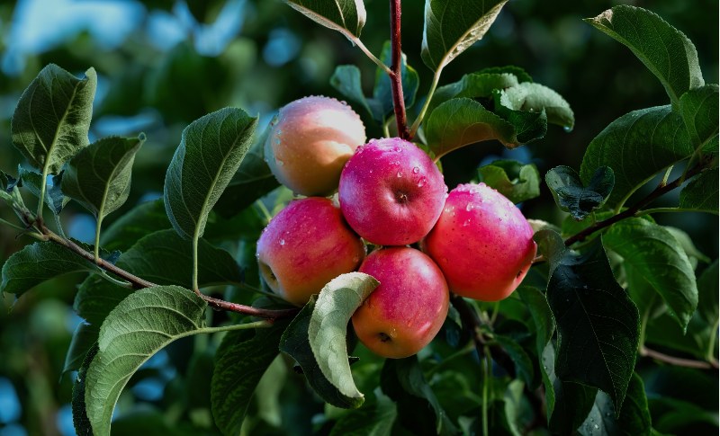 产品介绍 | 黄酮类化合物的检测与应用