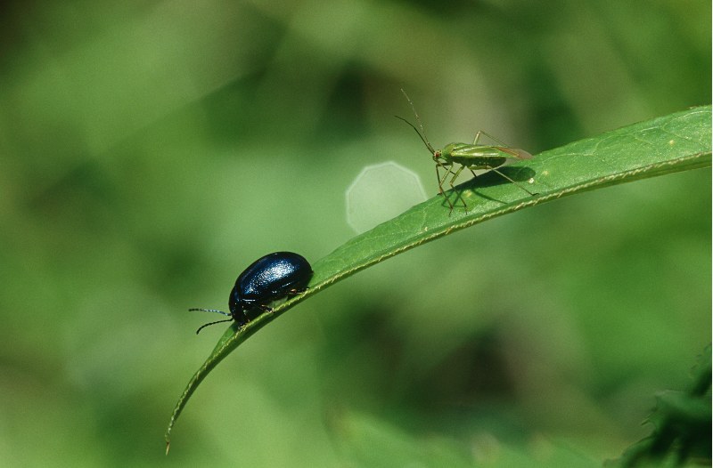 助力科研|昆虫激素的分类、作用及应用