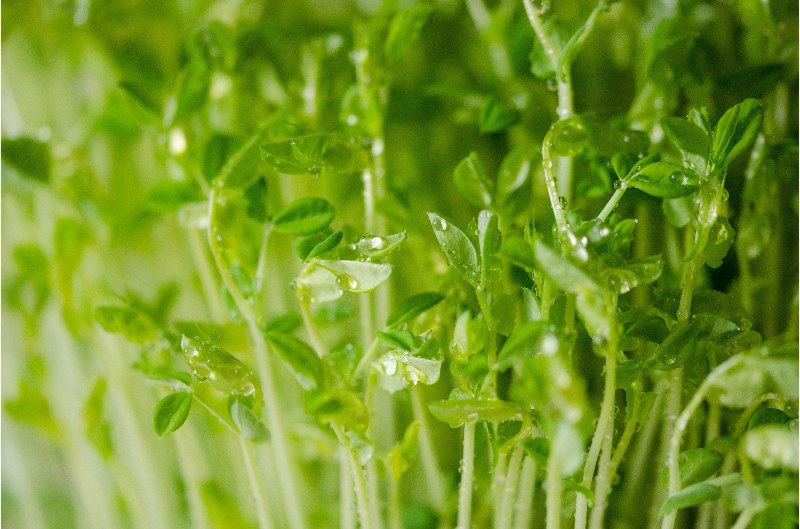 植物激素专题五：水杨酸的合成、功能与检测